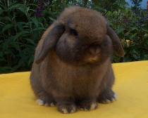 dwarf rabbit lop