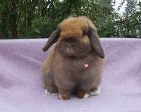 Rabbit lover animation