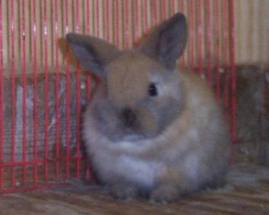 young holland lop eared bunny four weeks old
