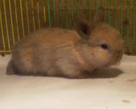 baby tortoise holland lop rabbit kit